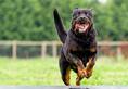 Rottweiler to Dobermann: 7 Best Guard Dogs for a Family NTI