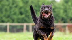 Rottweiler to Dobermann: 7 Best Guard Dogs for a Family NTI