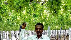 Falling price of grapes in Chikkaballapur is a problem for farmers gvd