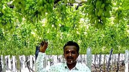 Falling price of grapes in Chikkaballapur is a problem for farmers gvd