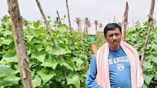 Success Story Chikkaballapur Farmer Gets Bumper Cucumber Crop Amid Hot Weather In Summer gvd