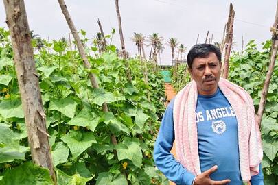Success Story Chikkaballapur Farmer Gets Bumper Cucumber Crop Amid Hot Weather In Summer gvd
