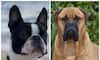 Bullmastiff to greyhound: 7 Dog breeds that don't like human company