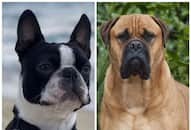 Bullmastiff to greyhound: 7 Dog breeds that don't like human company RTM