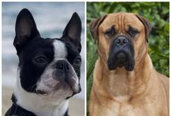 Bullmastiff to greyhound: 7 Dog breeds that don't like human company RTM