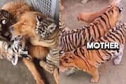 Isabella golden retriever became mother of three tiger cubs 