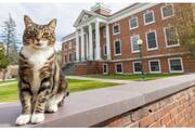 American University awards cat doctorate