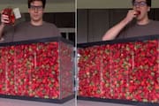 Man Attempts to Eat 100 Litres Of Strawberries