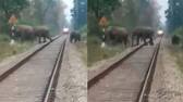 elephant family crossing railway track train stopped video  