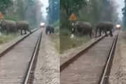 elephant family crossing railway track train stopped video  
