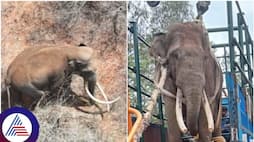 Karnataka Forest Department made history by cutting living elephant tusk sat