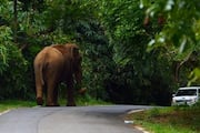 wild elephant rushes towards the tourist s car  