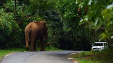 wild elephant rushes towards the tourist s car  