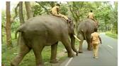 Questions Not Related To Elephant For PSC Exam For Forest Departments Elephant mahout Post