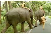 Questions Not Related To Elephant For PSC Exam For Forest Departments Elephant mahout Post