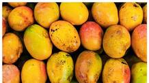 how to identify artificially ripened mangoes