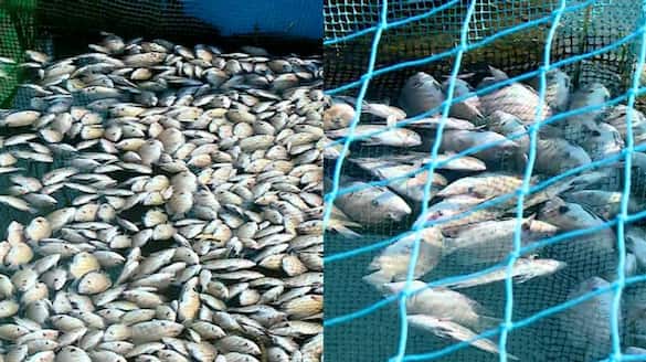 Fishes died due to chemical pollution in Periyar continues