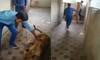 man trying to pet lion then this is happened 