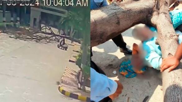 Hyderabad A huge tree fell on a couple who traveling on a scooter husband died, wife seriously injured, tragic incident captured in cctv goes viral akb