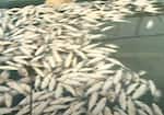 Mass fish kill in Periyar River due to chemical pollution Hazardous levels of chemicals in water, investigation report submitted by kufos