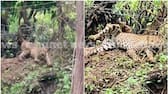 kollankode leopard died internal bleeding and heart attack postmortem report 