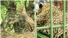 Incident death leopard trapped wire fence Hind legs limp when captured