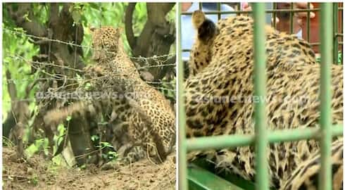 Incident death leopard trapped wire fence Hind legs limp when captured