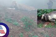 Wild elephants ecayed dead bodies found at madikeri kushalanagar kodagu district rav
