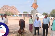 Neermanvi yallamma emple cows sold to slaughter houses devotees outraged against priest priest rav