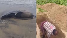 Dolphin's carcass washed ashore on Poklai beach in thrissur