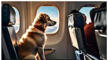 BARC Air launches worlds first dog airline