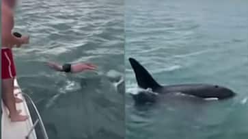 New Zealand man penalized $600 for attempting to 'Body Slam' a Killer Whale [WATCH]