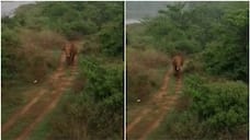 wild elephant found near aralam farm bridge 