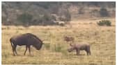 Video of baby rhinoceros trying to attack wildbeest goes viral 