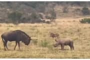 Video of baby rhinoceros trying to attack wildbeest goes viral 