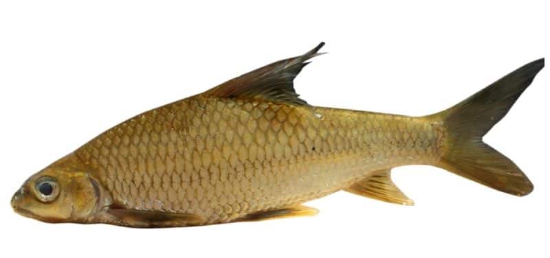 New species of fish and odonates discovered in Periyar Tiger Reserve