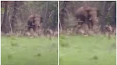 wild elephants chased away the officials who came to survey in Kanjikode