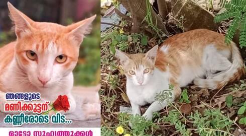 pet cat died after unknown vehicle rams it auto drivers kept memoir for pet cat manikkuttan 