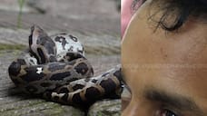 python snake in helmet bite snake rider 