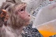 heat monkey fell from tree rescued by Ghaziabad residents
