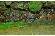 Python found in house gate 