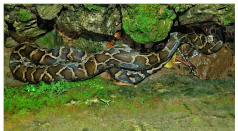 Python found in house gate 