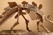 Colorado man found 150 million year old dinosaur fossil values crores 