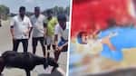SHOCKING! DMK workers behead goat with BJP leader Annamalai's photo; disturbing video surfaces (WATCH) vkp