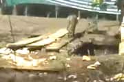 Tiger spotted in Punnapra residential area Locals with mobile footage