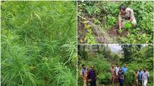 ganja plantation was found inside forest at attappadi