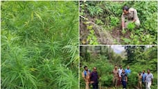 ganja plantation was found inside forest at attappadi