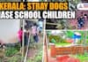 Kerala: Stray dogs chase school children in Malappuram; CCTV visuals out (WATCH) anr