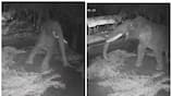 thrissur earthquake today elephant suddenly wake up cctv visuals out vel