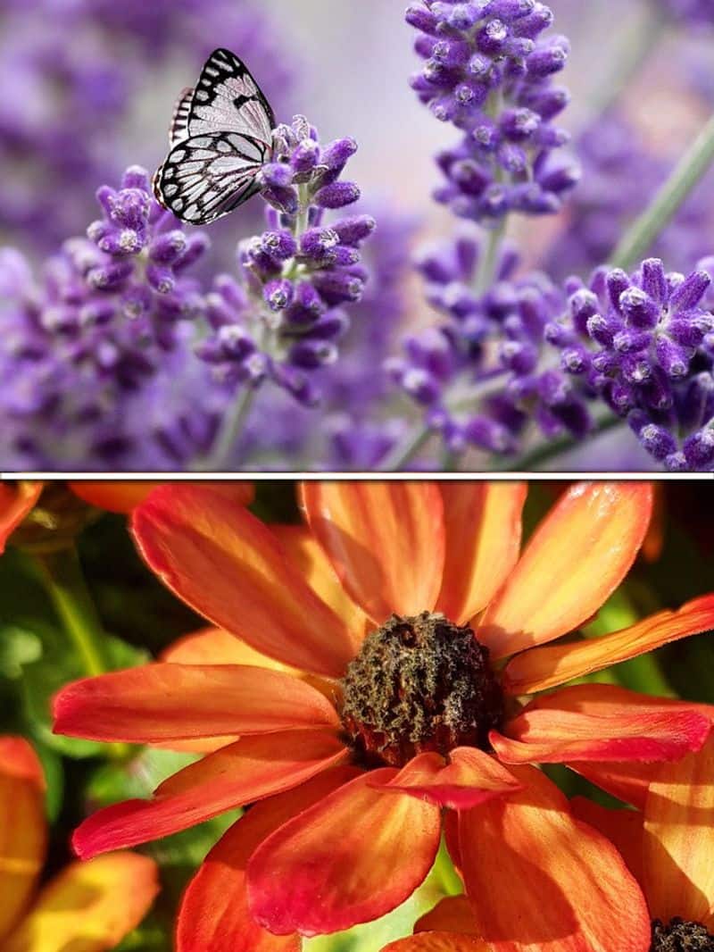 Milkweed to Lavender: 7 flowers that attract butterflies